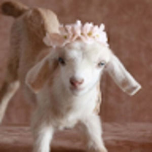 Meet your Posher, Kee